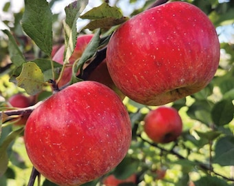 Apple Seedlings Live Plant - 7-10" Tall - Malus domestica - Fruit Tree for Backyard Orchard, Garden Growing & Container Plant