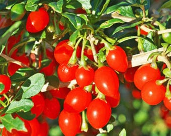 Set of 6 Red Goji Berry Cuttings - 8-10" Long - Lycium barbarum - Edible Superfruit Plant for Propagation