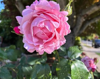 Bewitched Rose Cutting - 8-12" Tall - Hybrid Tea Rose - Fragrant Pink Bloom for Garden, Patio & Gift Plant
