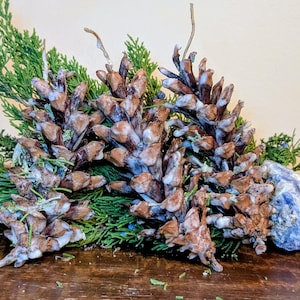 May include: A display of brown pine cones with white detailing and green foliage. The arrangement includes green sprigs and a blue-grey stone, creating a natural, rustic aesthetic.