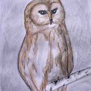 May include: A detailed pencil and colored pencil drawing of an owl perched on a branch. The owl has brown and white feathers, with a focused gaze. The background is a soft gray, enhancing the owl's presence. The artwork is signed in the bottom right corner.
