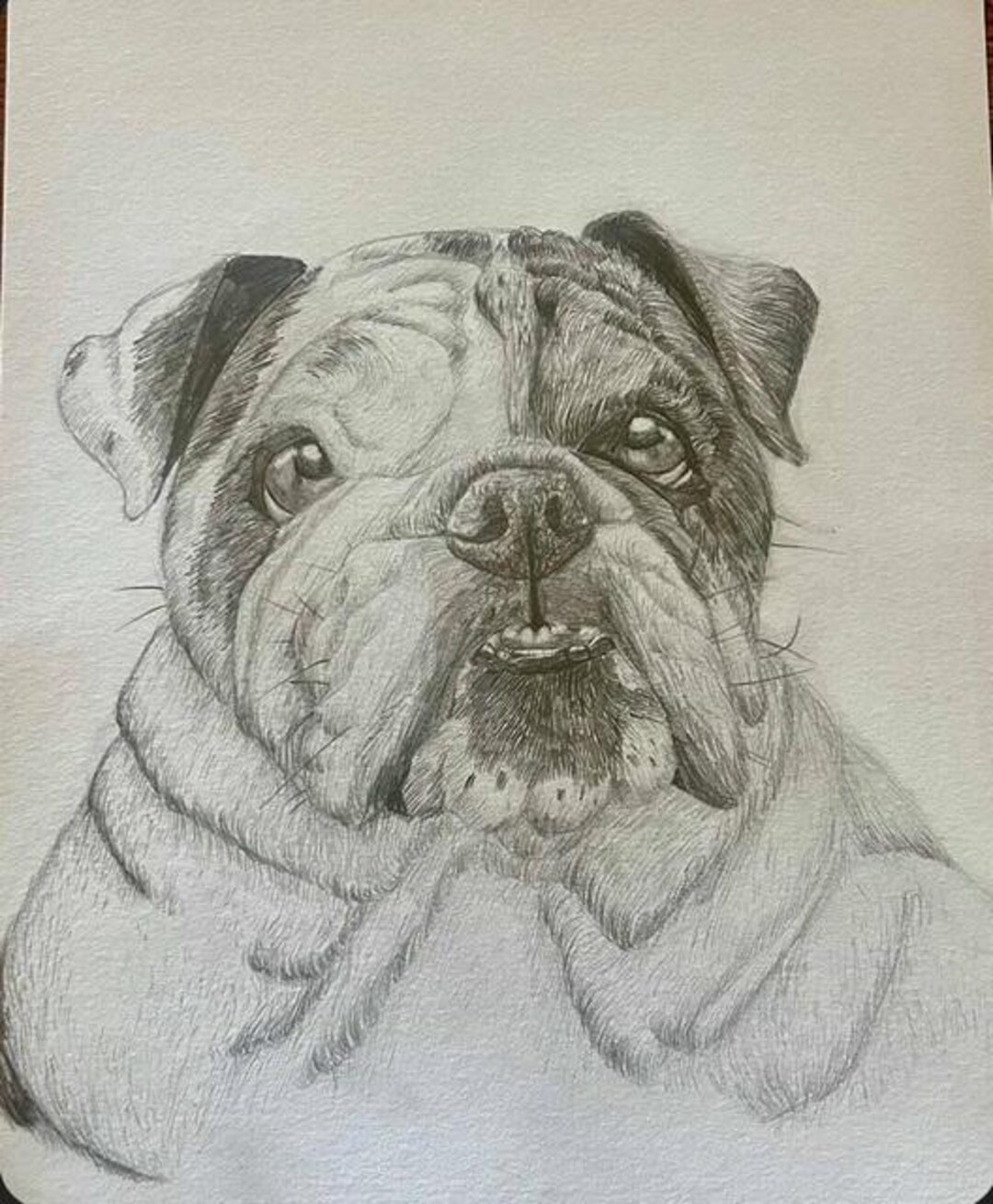 Hand Drawn Pet Portrait From Photo, Custom Pet Graphite Drawing ...