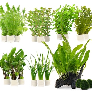 May include: A selection of lush, green aquatic plants, featuring diverse foliage and grass-like varieties. Some plants are rooted in white, rectangular bases. A large plant is attached to driftwood, with three green moss balls.