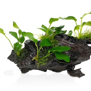 Anubias, Java Fern and Java Moss on Driftwood 25cm-30cm