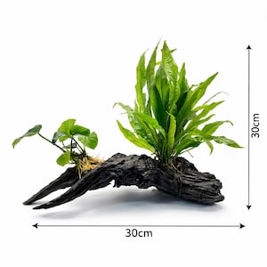 Anubias e felce di Giava su legno galleggiante 30 cm di larghezza x 30 cm di altezza