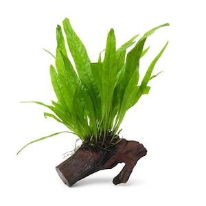 May include: A lush green aquatic plant with long, slender leaves, attached to a piece of dark brown driftwood. The plant's leaves are a vibrant green, contrasting with the wood's natural tones. Suitable for aquarium or terrarium decoration.
