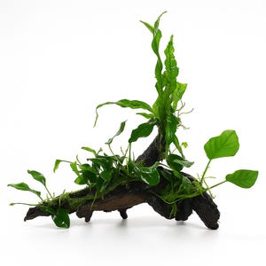 May include: An aquarium driftwood decoration featuring a dark brown, weathered wood base adorned with bright green aquatic plants. The plants, with diverse leaf forms, add a natural aesthetic, perfect for creating a miniature underwater garden.