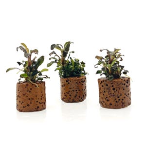 May include: Three small plants with green and brown leaves in cylindrical, porous, brown pots. The plants are set against a white background. The pots have a textured, natural appearance. The image has a clean and simple aesthetic.