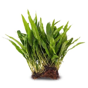 May include: A lush green plant with long, narrow leaves. The plant has a dense, bushy form, with a cluster of leaves sprouting from a central base. The roots are visible, displaying a network of brown fibres. The plant is set against a white background.