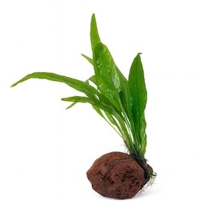 May include: A vibrant green aquatic plant with long, slender, pointed leaves attached to a porous, reddish-brown volcanic rock. The plant features multiple stems emerging from the base, secured to the textured stone with thin, dark, visible thread.