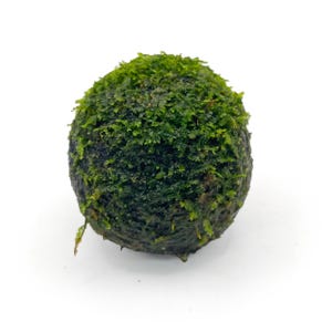 May include: A spherical marimo moss ball with a dense, textured surface covered in vibrant green aquatic filaments. The plant has a rounded, organic shape with varying shades of deep forest green and bright lime green throughout its structure.