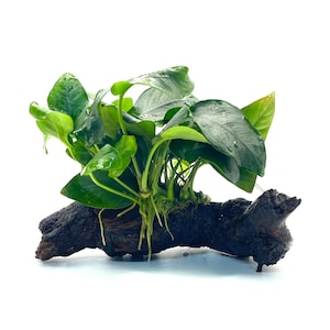 May include: Anubias plant with bright green leaves, attached to a dark brown piece of driftwood. The plant has visible roots and is set against a clean white background. Suitable for aquarium decoration.