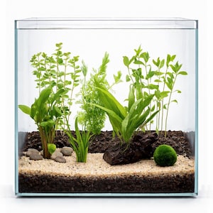 May include: A clear, square-shaped glass aquarium filled with sand, soil, and a variety of green aquatic plants. Small rocks and a moss ball are also present. The aquarium is designed for aquatic life.