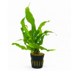 May include: A potted plant with bright green, elongated leaves. The plant is in a black pot with vertical yellow stripes. The leaves are a vibrant green, and the plant is set against a white background. The pot is approximately 10 cm in diameter.