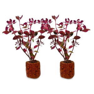 May include: Two artificial plants with burgundy leaves and stems, potted in textured brown ceramic pots. The plants have multiple branches and small leaves, creating a full appearance. The pots have a rustic, carved design.