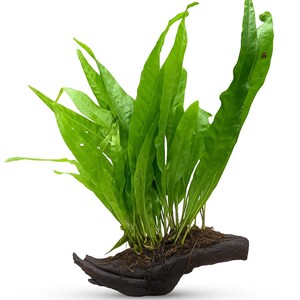 May include: A lush green plant with elongated leaves. The plant is set in a dark brown, textured base, possibly wood. The leaves are a vivid green, indicating good health. The presentation is clean and natural, suitable for home or office decor. The plant is approximately 20 cm tall.
