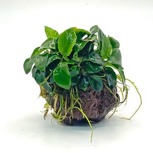 May include: A dark green aquatic plant with glossy, oval-shaped leaves growing from a porous, dark brown volcanic rock. The plant features a dense cluster of foliage at the top, with light-coloured, thin roots extending downward from the rock base.
