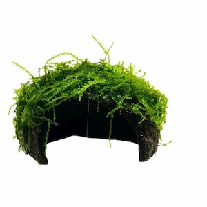May include: A semi-circular dark brown coconut shell cave covered in vibrant green aquatic moss. The structure features a hollow arched opening at the base, with the moss growing densely over the top and sides of the curved exterior surface.