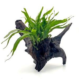 May include: A piece of dark brown driftwood with bright green plants growing from it. The wood has a textured surface and an irregular shape, with several branches extending outwards. The plants have long, slender leaves.