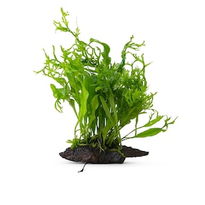 May include: A bright green aquatic plant with long, slender leaves and a textured appearance. The plant is attached to a dark brown, textured piece of wood. The plant is likely used for aquarium decoration.