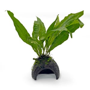 May include: A vibrant green aquatic plant with long, pointed leaves growing from a dark brown, textured coconut shell cave. The plant features multiple stems emerging from the top of the rounded, hollowed-out shell, which has a wide arched opening.