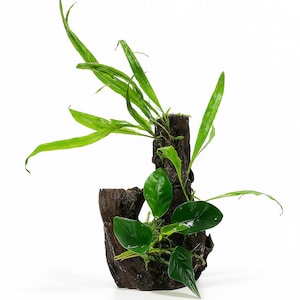 May include: A piece of dark brown driftwood with bright green aquatic plants. The plants feature long, slender leaves and rounded, glossy leaves, providing a natural decorative element for aquariums or terrariums.