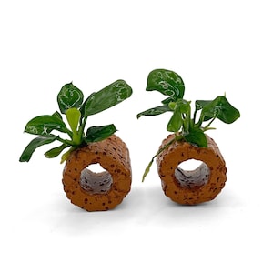 May include: Two cylindrical, porous, reddish-brown ceramic aquarium plant holders, each featuring a central circular opening. Each holder contains a small, vibrant green aquatic plant with smooth, glossy, oval-shaped leaves sprouting from the top.