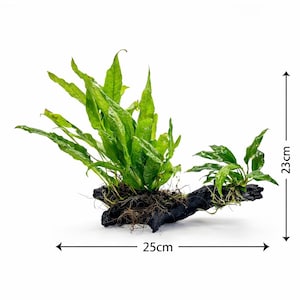 Anubias Minima och Javaormbunke på drivved 25 cm bred x 23 cm hög