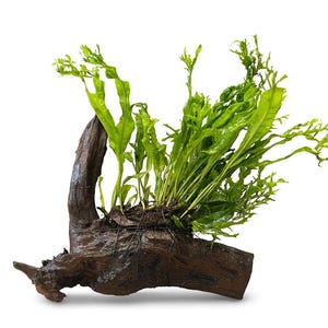 May include: A bright green fern growing from a piece of dark brown driftwood. The fern has long, slender leaves with a textured appearance. The driftwood has a rough, natural texture.
