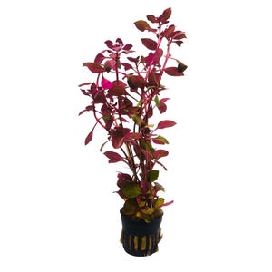 May include: A potted plant with striking red and green foliage. The plant features multiple stems and is housed in a black pot with a textured, woven design. A decorative plant for the home.