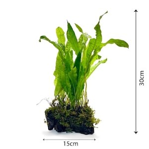 May include: A bright green plant, approximately 30 cm tall and 15 cm wide, is shown against a white backdrop. The plant is rooted in a dark, mossy base. The leaves are long and pointed, with a textured surface.