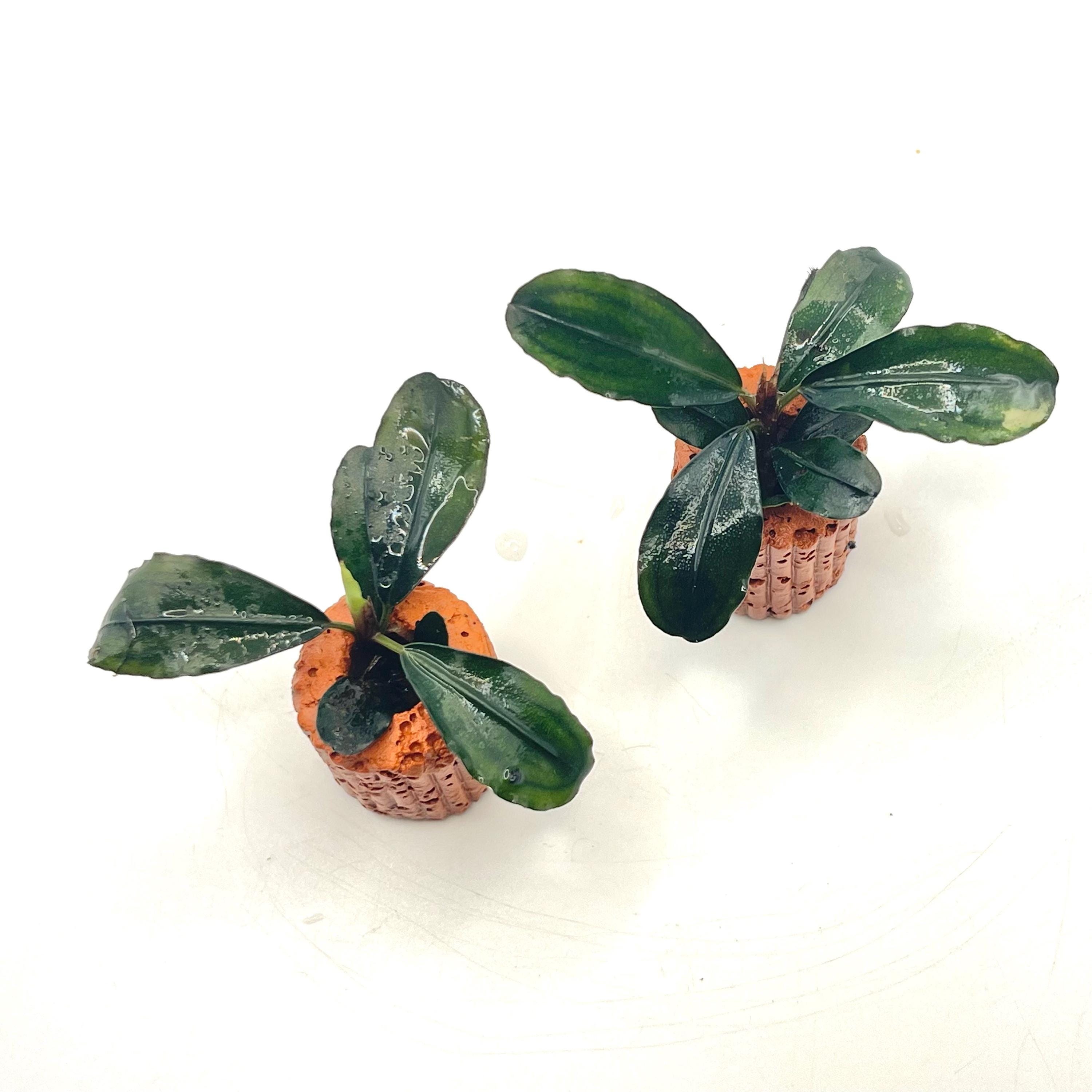 Bucephalandra Plants - Etsy UK