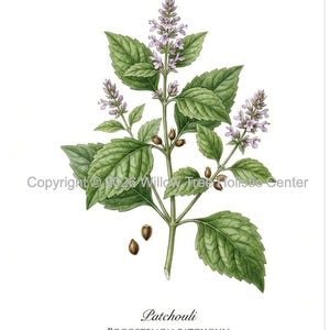 Botaniska bilder (3) av vanliga aromaterapiväxter: Patchouli, pepparmynta och geranium. Filer i JPG-format och utan vattenstämpel.
