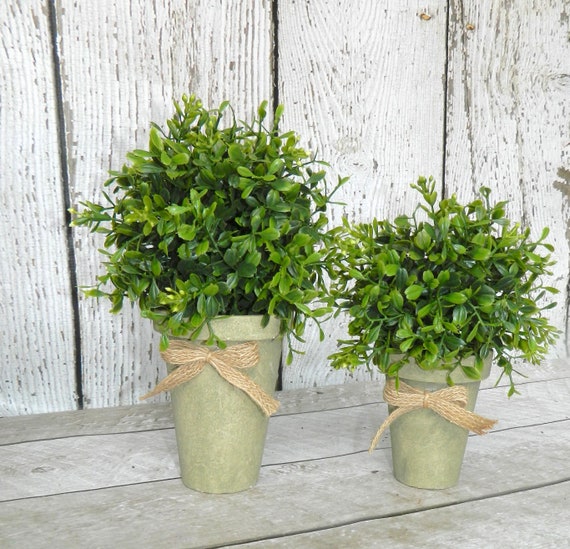 Boxwood Comparison Chart