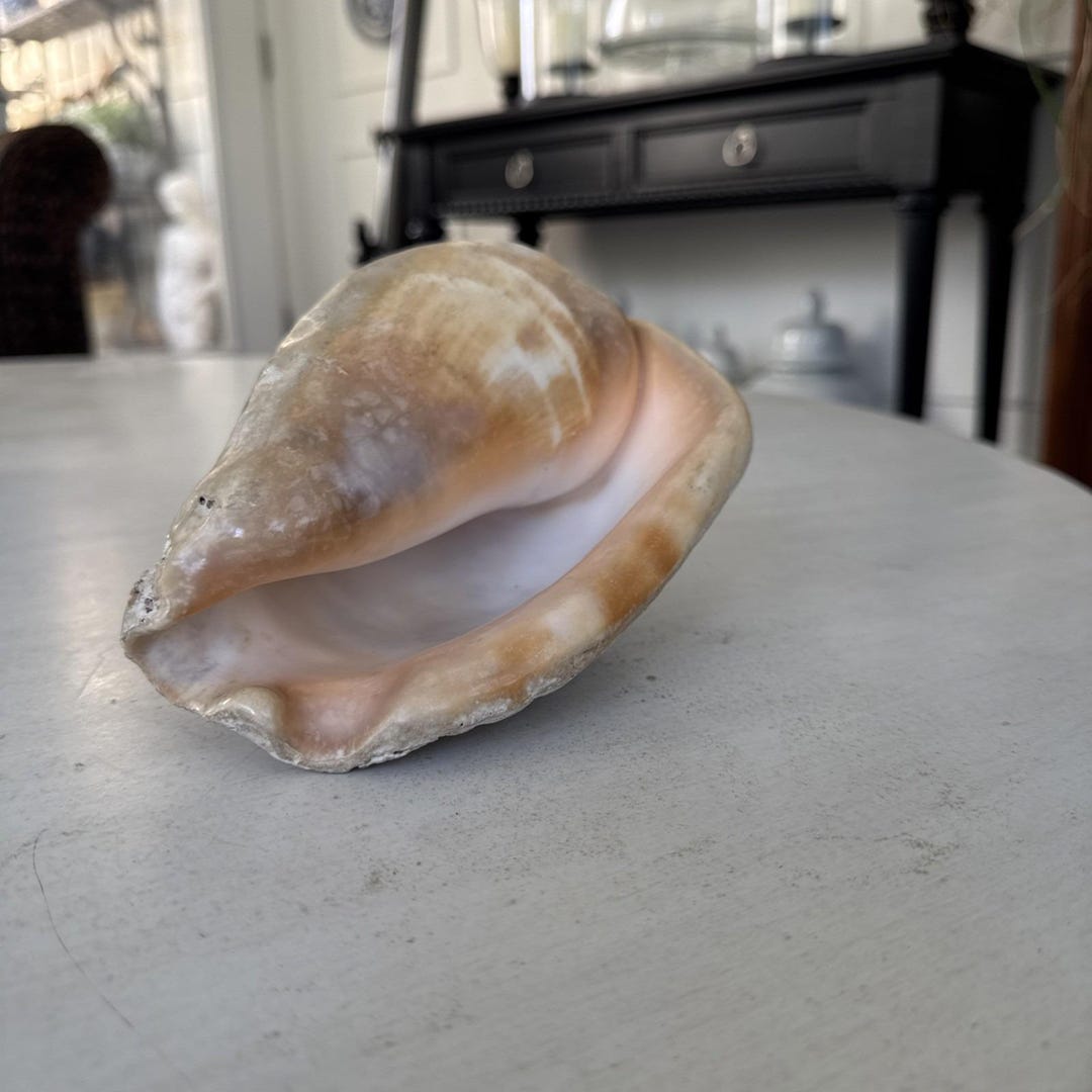 Beautiful Conch - Large Sea Shell 8" Long X 4" Tall - Etsy