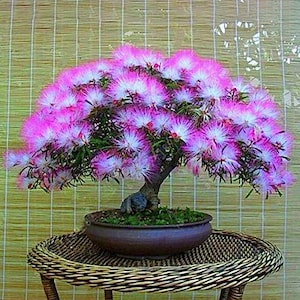 20 Albizia Julibrissin Mimosa Tree Seeds | Persian Pink Silk Bonsai