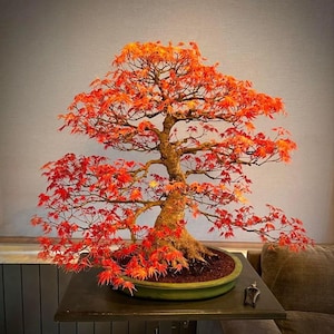 Trident Maple Bonsai Tree Seeds | Acer Buergerianum for Growing