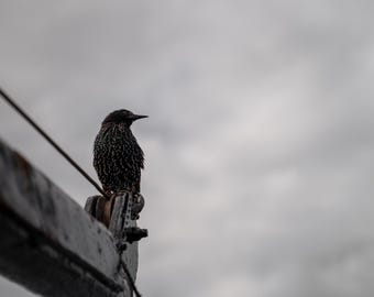 Starling — Moody Bird Photography | Digital Download | Minimalist Nature | Stormy Sky Fine Art Print