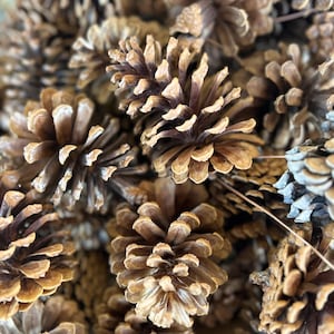 Puede incluir: Primer plano de un montón de piñas marrones. Las piñas tienen un aspecto texturizado y en capas con escamas abiertas. La paleta de colores está dominada por tonos marrones y tostados, creando una estética natural y terrosa.