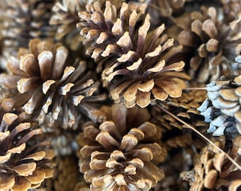 Pode incluir: Close-up de uma pilha de pinhas castanhas. As pinhas apresentam um aspeto texturizado e em camadas, com escamas abertas. A paleta de cores é dominada por tons de castanho e bege, criando uma estética natural e terrosa.
