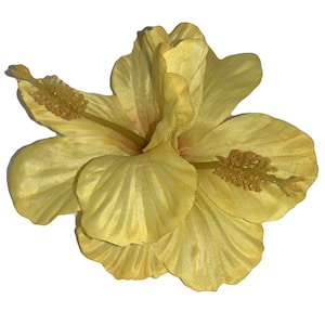 Op de afbeelding: Een gele hibiscusbloem met een textuur, zijdeachtig uiterlijk. De bloem heeft een prominente stamper in het midden.