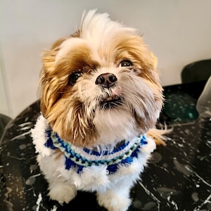 May include: A small Shih Tzu dog with brown and white fur, wearing a white, blue, and light blue crocheted collar. The dog is looking upwards. The background is a black and white marble-effect surface.