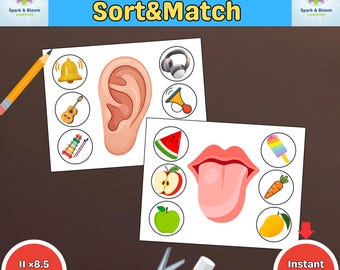 Actividad imprimible de los cinco sentidos/Plan de estudios preescolar/Educación en casa/Libro de actividades Montessori para niños pequeños/Clasificar y combinar