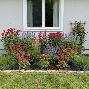 Puede incluir: Un parterre de jardín con una variedad de plantas que incluyen monardas rojas, salvias moradas, lirios de antorcha con puntas naranjas, aguileñas amarillas y rojas, y hierbas ornamentales verdes frente a una pared gris claro con ventana blanca.