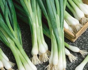 Biała cebula lizbońska | Warzywa heirloom | Organiczne nasiona warzyw | Łagodna zielona cebula | Nasiona bez GMO | 100 - 2000 nasion