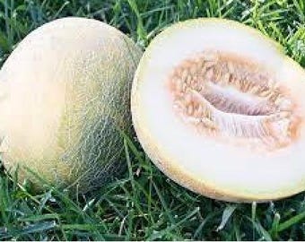 Melon Seeds | Multiple Verities | Ein Dor Melon | Casaba | Bidwell Casaba | Banana melon | Honey Rock Canteloupe Seeds | Sakata's Melon