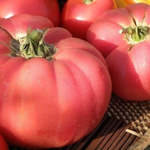 May include: Close-up of several large, ripe heirloom tomatoes. The tomatoes are a vibrant pinkish-red color with deep ridges and green stems. They appear fresh and juicy, suggesting a harvest of garden-grown produce.