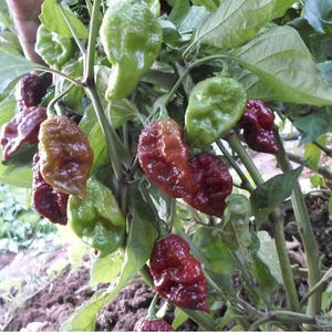 Chocoladedruppel hete peper 15 zaden | Chocolade Ghost-peper | Erfstukgroentezaden | GGO-vrije zaden