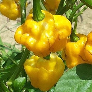 Puede incluir: Primer plano de pimientos amarillos brillantes y con bultos que crecen en una planta verde. Los pimientos tienen una forma irregular única y están agrupados. La imagen destaca el color y la textura vibrantes de los pimientos.