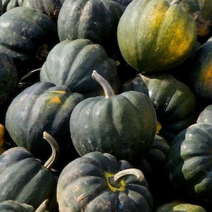 Puede incluir: Primer plano de un montón de calabazas bellota. Las calabazas son de color verde oscuro con algunas manchas amarillas y naranjas. Las calabazas tienen una textura acanalada y un tallo.